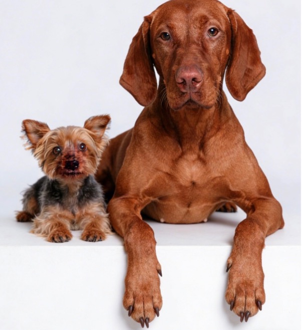Wally and Lou, Katrina Graue’s dogs, pictured in the original PawPro deck